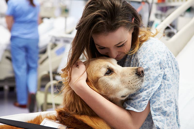 A desire to comfort - therapy dogs