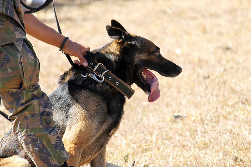 Veterans and military working dogs