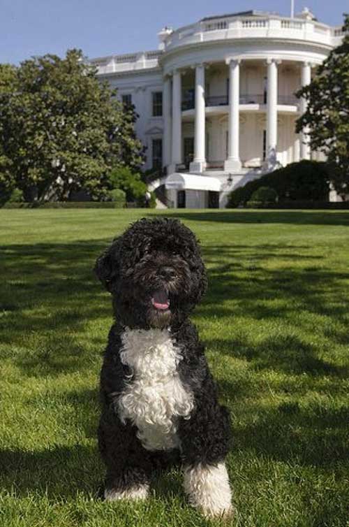 Dogs in the White House