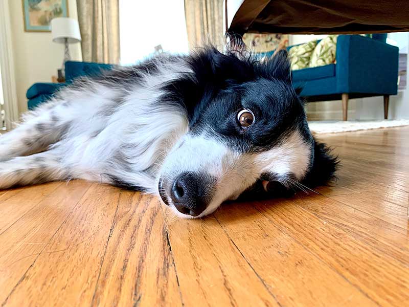 Border collie laying on the floor.