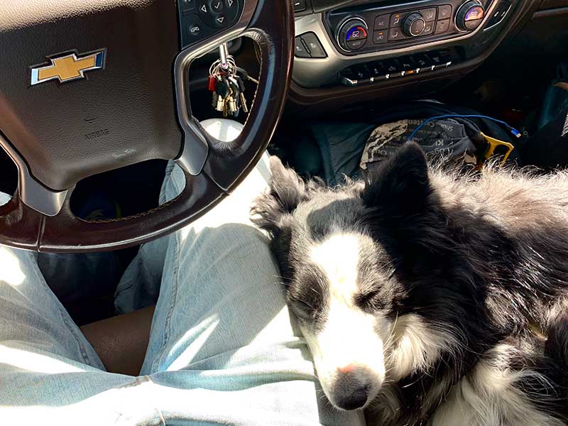 Dog resting on driver's leg
